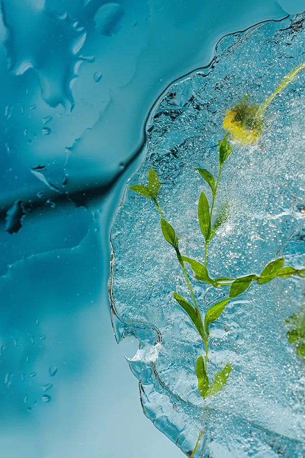 Cryotherapy-for-Skin-Health-Treatment An herb frozen in ice. Get Cryotherapy for skin health from Jennifer Jose-Cappola, MD in Stamford.